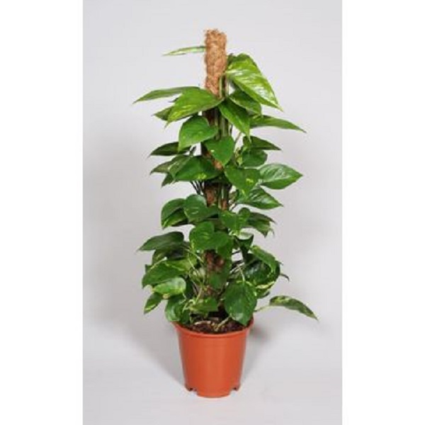 EPIPREMNUM MOSSTICK 60CM
