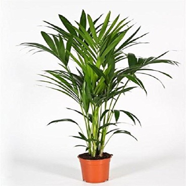 HOWEA FORESTERIANA  100CM H