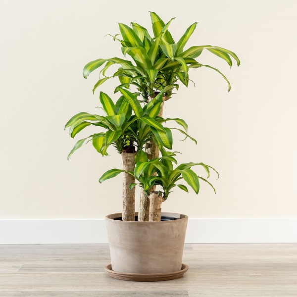 DRACAENA MASSANGEANA  3PP 150cm H