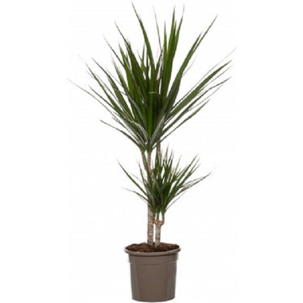 DRACAENA MARGINATTA 3PP 100CM H