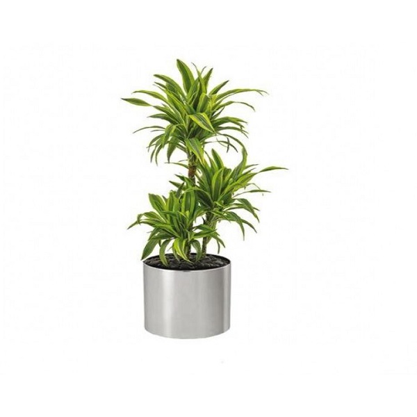 DRACAENA LEMON LIME 3PP 110CM H
