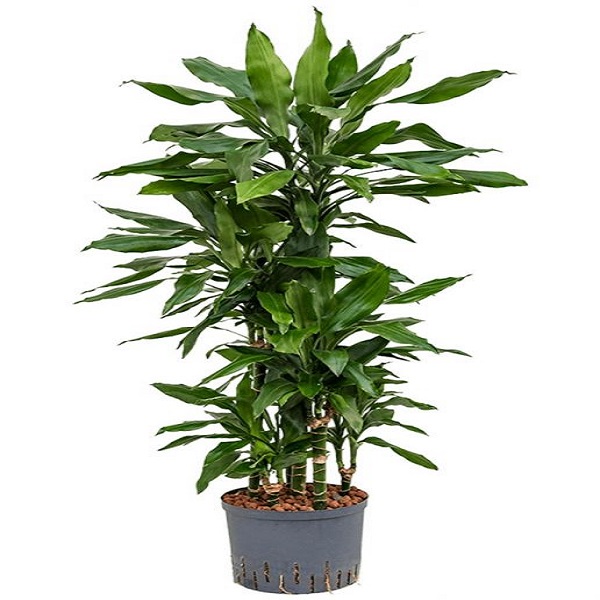 DRACAENA JANET CRAIG 100CM H