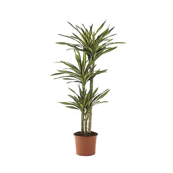 DRACAENA RIKKI 110CM H