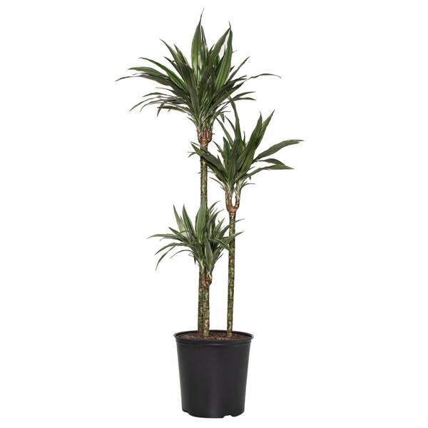 DRACAENA WARNIKI 3PP 100CM H