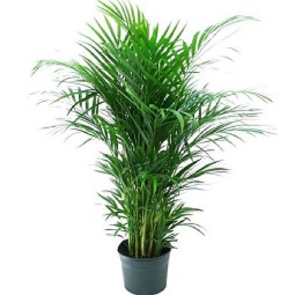 ARECA PALM 100CM H