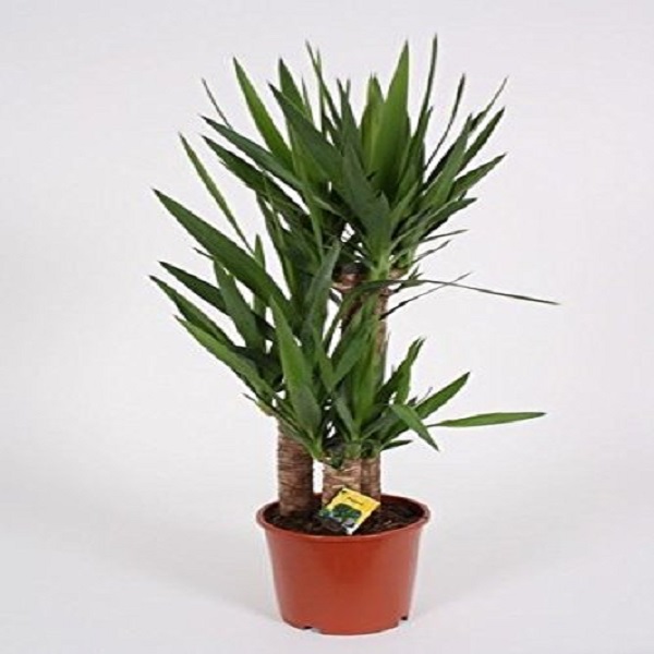 YUCCA 3PP