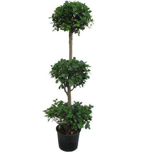 FICUS PANDA 3 HEADS
