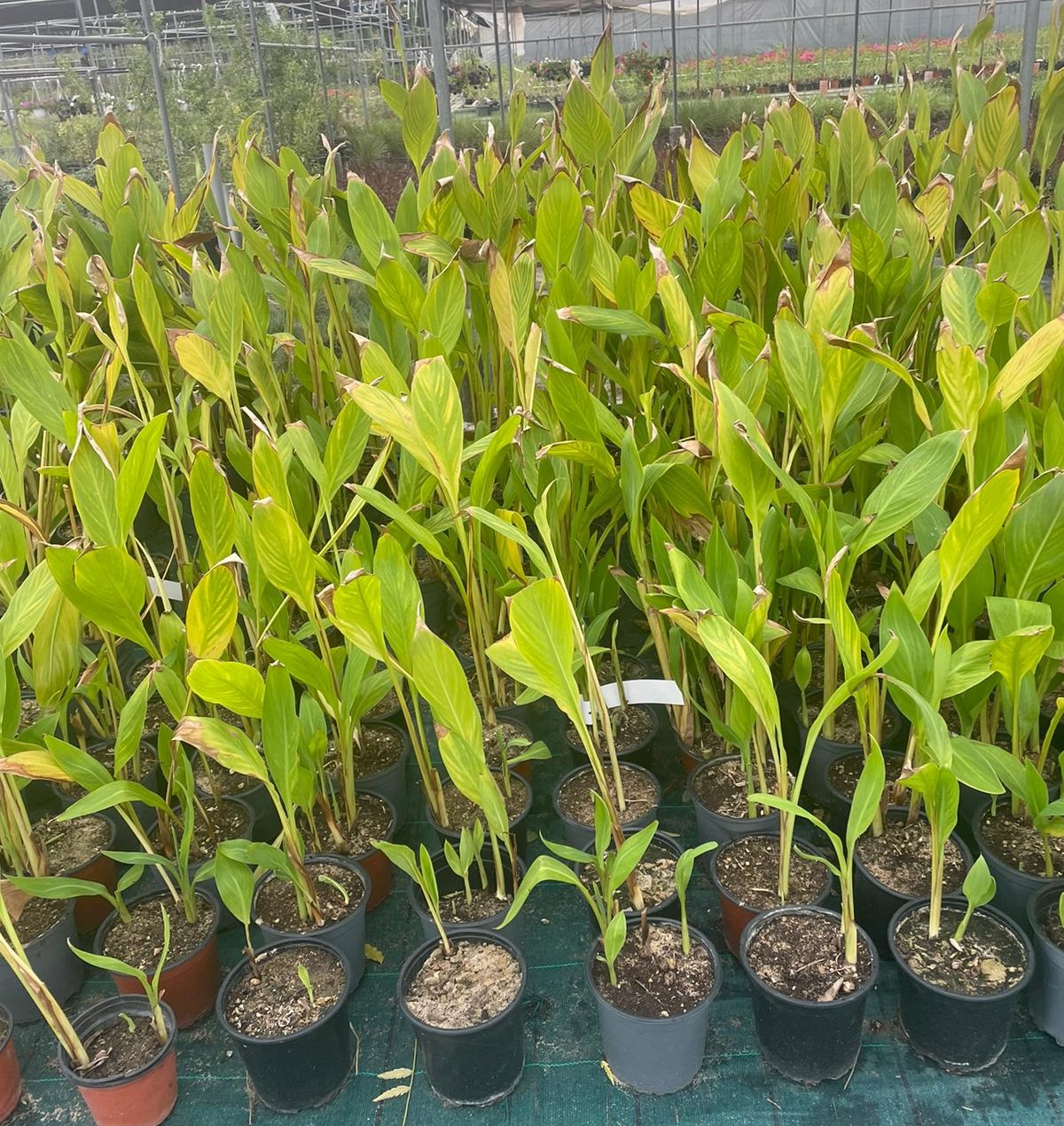 CNNA INDICA 60CM H