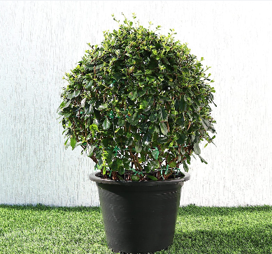 EHRETIA MICROPHYLLA BALL SHAPE 50CM