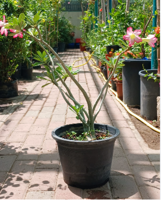 ADENIUM