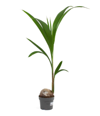 COCONUT PALM