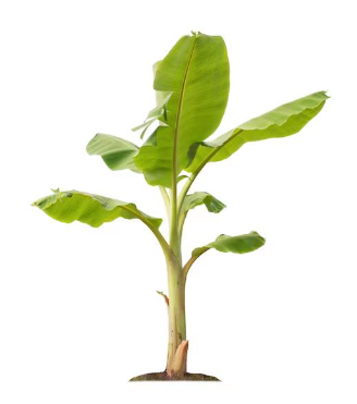 BANANA TREE