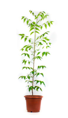 NEEM TREE