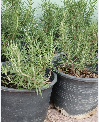 ROSEMARY