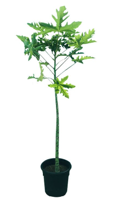PAPAYA 60CM