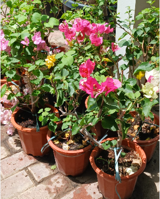 BOUGAINVILLEA 60CM