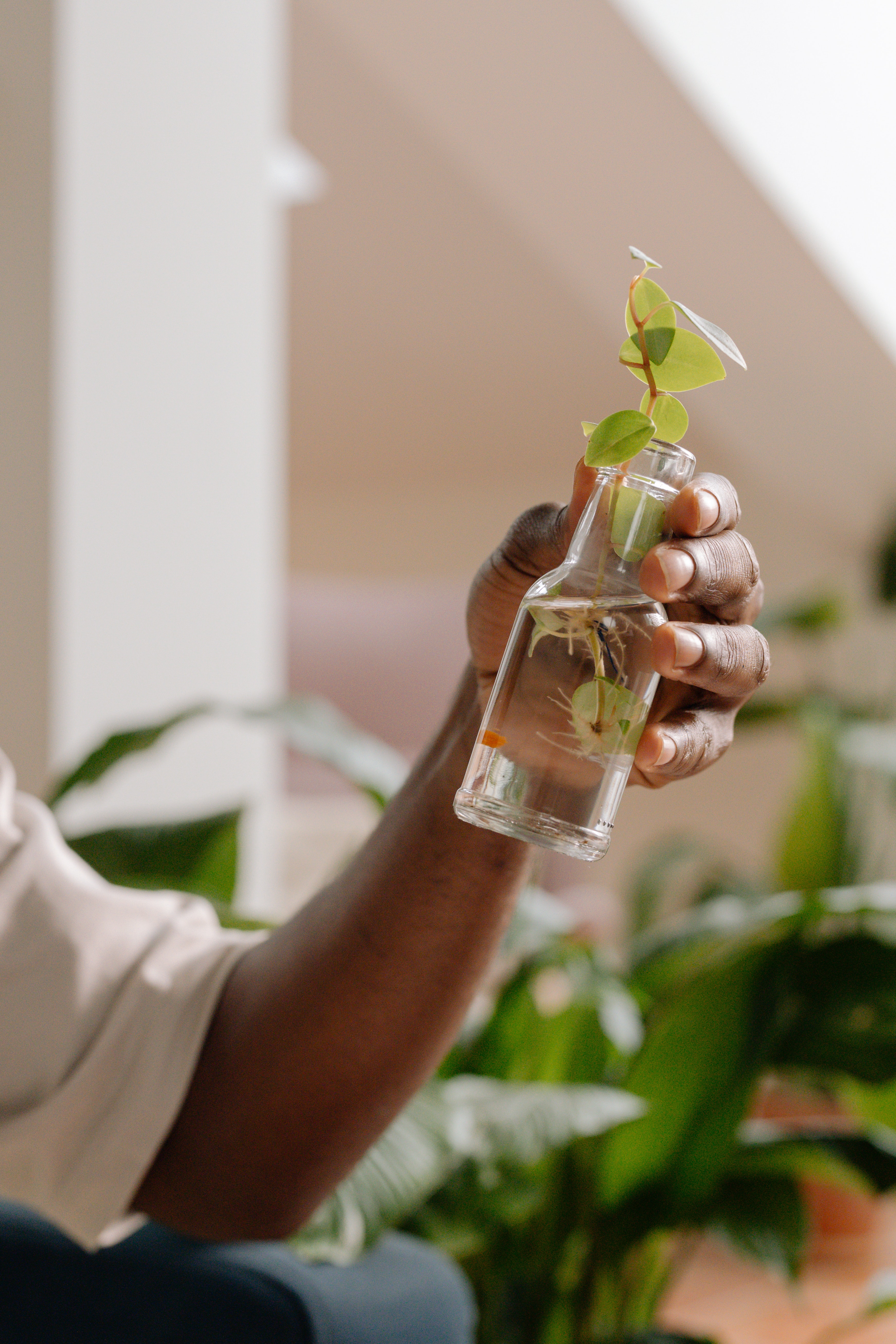 which indoor plants grow in water