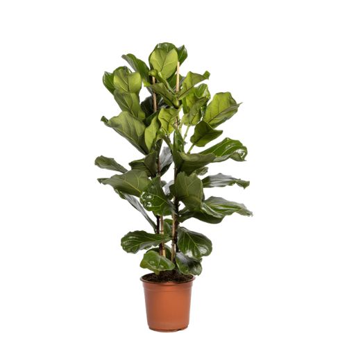 Ficus Lyrata 120-130cm