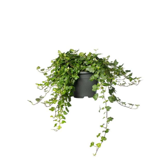 Hedera Helix