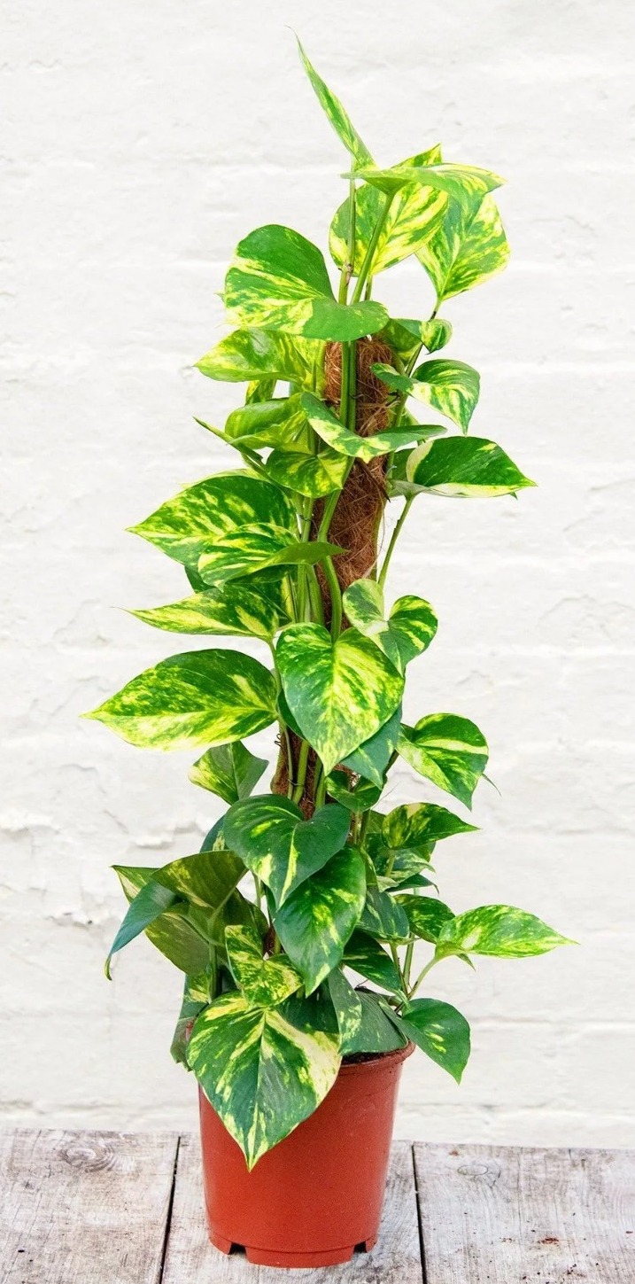 EPIPREMNUM MOSSTICK 80CM