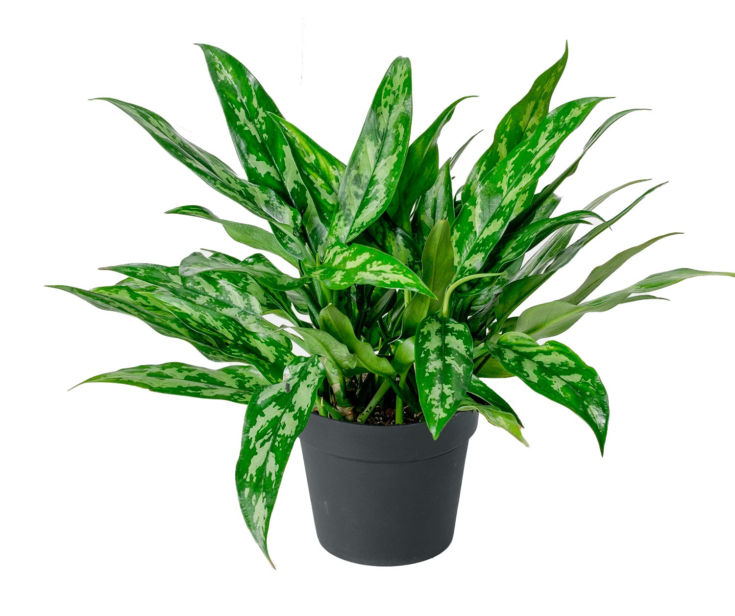 AGLAONEMA MARIYA