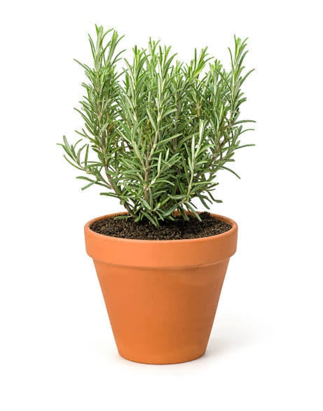 ROSEMARY