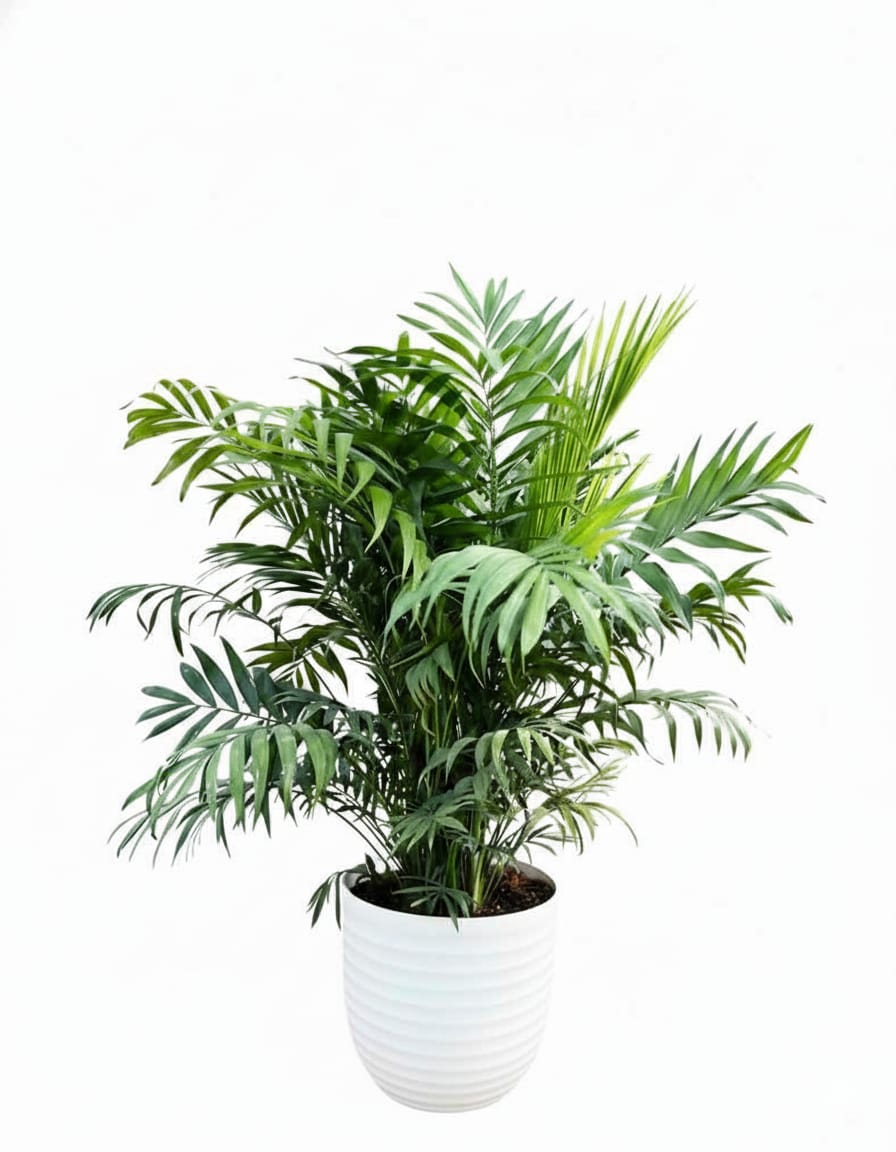 Chamaedorea Elegans 35cm