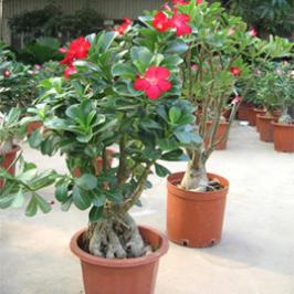 Adenium