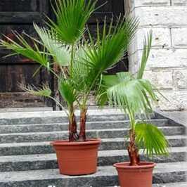 Washingtonia