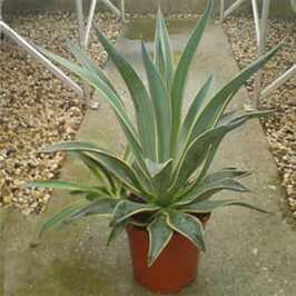 Agave