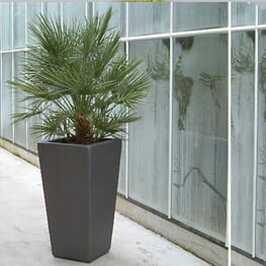 Chamaerops Humillis