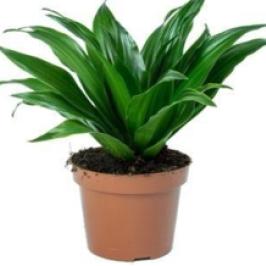 DRACAENA COMPACTA HEAD CUT