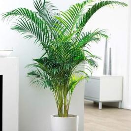 Areaca Plam 150CM