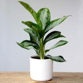 Aglaonema