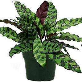 CALATHEA LANCIFOLIA