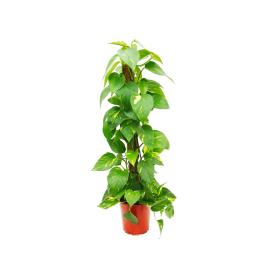 EPIPREMNUM MOSSTICK