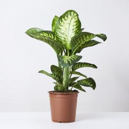 DIEFFANBACHIA TROPICSNOW