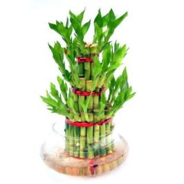 LUCKY BAMBOO 3 LEVEL
