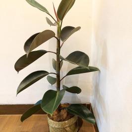 Rubber Plant
