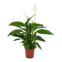 SPATHIPHYLLUM