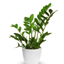 ZAMIOCULCAS ZAMIFOLIA SMALL