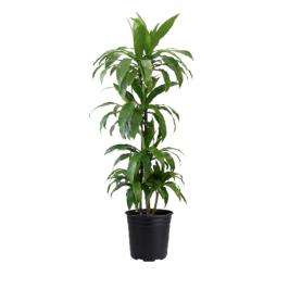 DRACAENA JANET CRAIG 150CM H