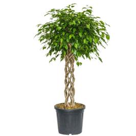 Ficus Benjamina Spiral