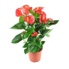 Aanthurium