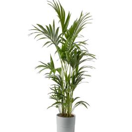 HOWEA FORESTERIANA  150CM H