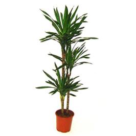 DRACAENA RIKKI 150cm H