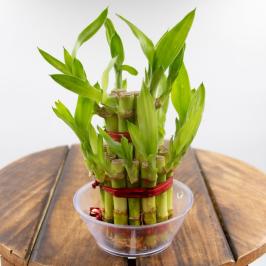 LUCKY BAMBOO 2 LEVEL