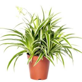 CHLOROPHYTUM
