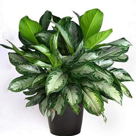 DIEFFANBACHIA COMPACTA