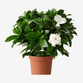 GARDENIA JASMINOIDES